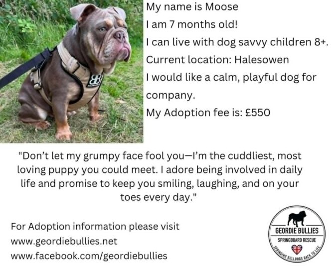 Moose – Available – Midlands