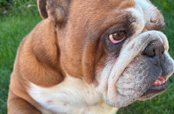 Maggie-Mae – In Foster – North East