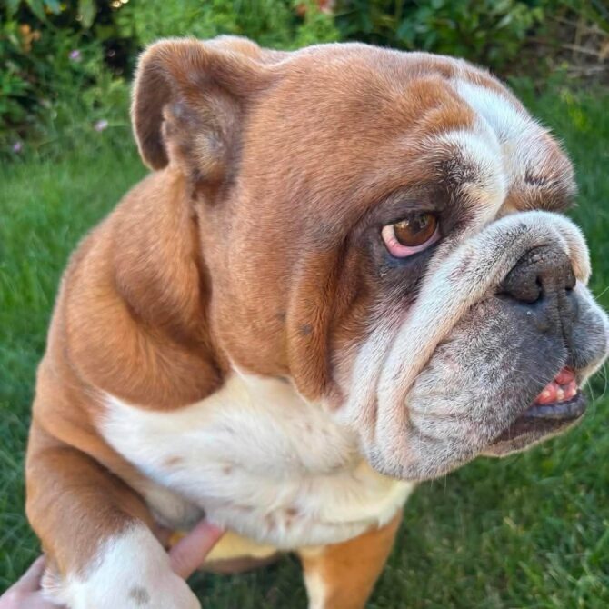 Maggie-Mae – In Foster – North East