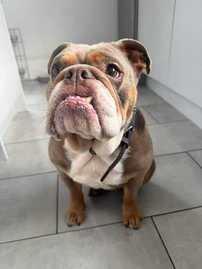 Annie – In foster – Yorkshire & Humberside