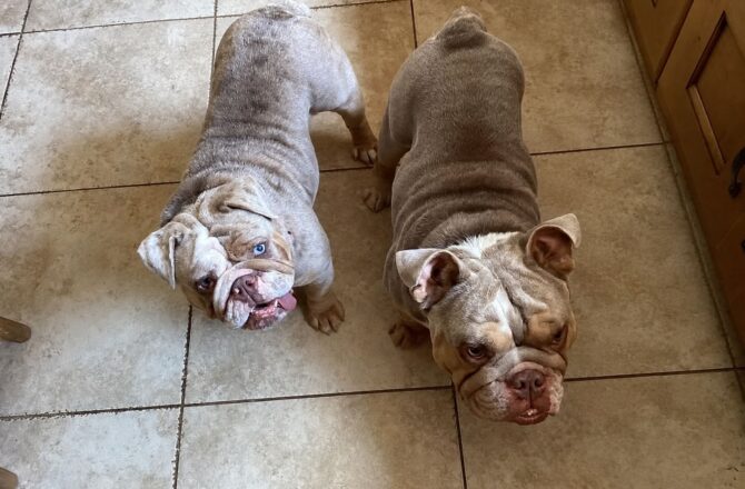 Reign & Ronnie – In Foster – Midlands