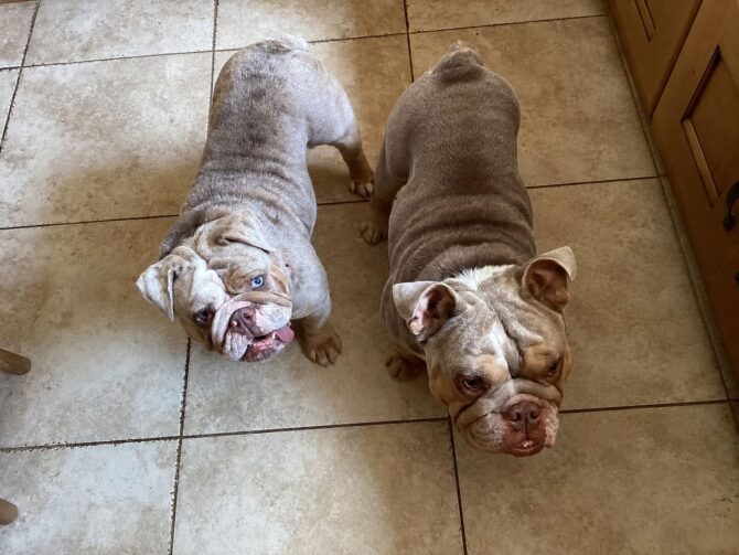 Reign & Ronnie – In Foster – Midlands