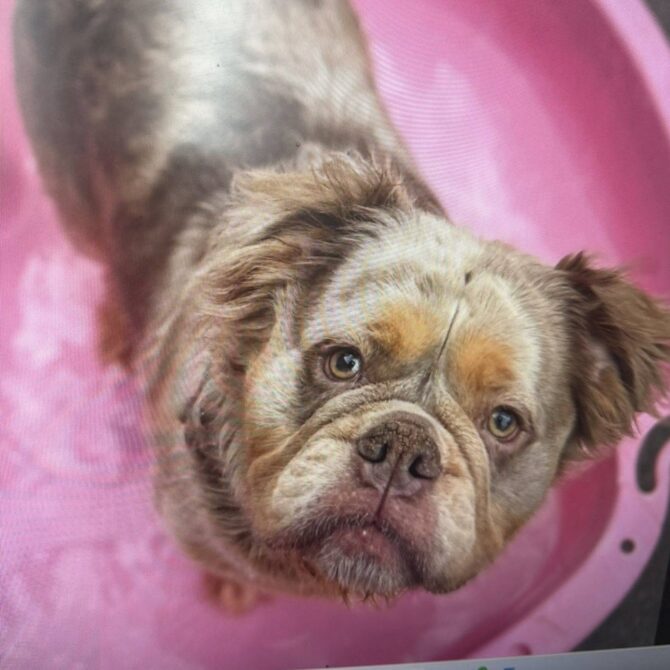 Hallie – In foster – Yorkshire & Humberside