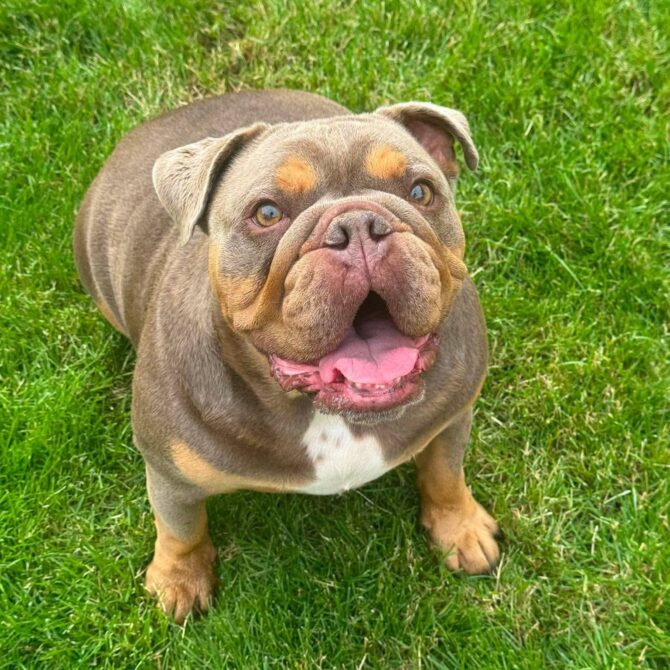 Stanley – In foster – Midlands