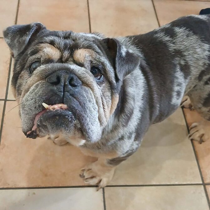 Mr Bojangles – In foster