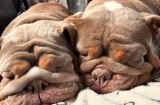 Buttercup & Fendi – In Foster – South West