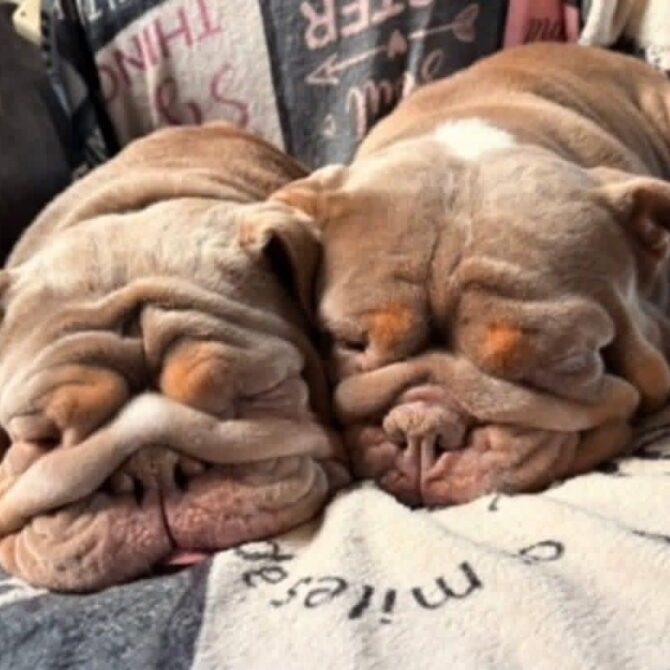 Buttercup & Fendi – In Foster – South West