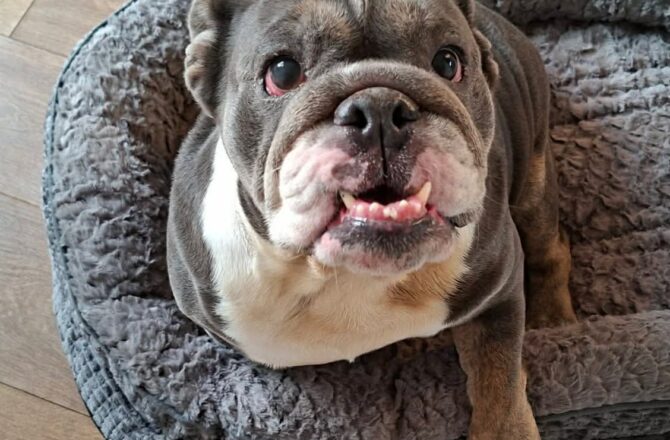 Daisy – In Foster – Yorkshire & Humberside