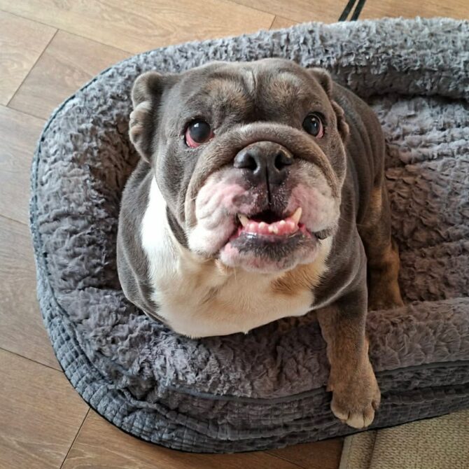 Daisy – In Foster – Yorkshire & Humberside
