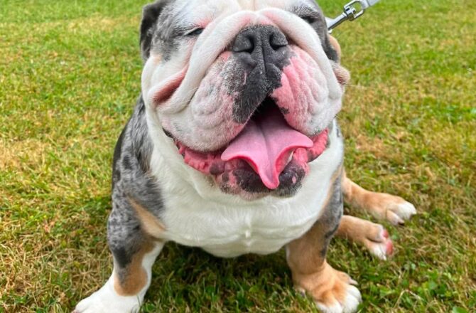 Chunk – In Foster – Scotland