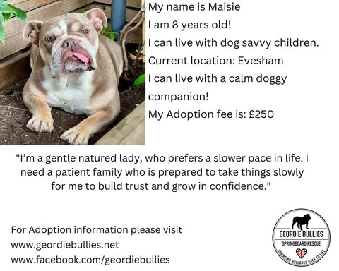 Maisie – Available – Midlands