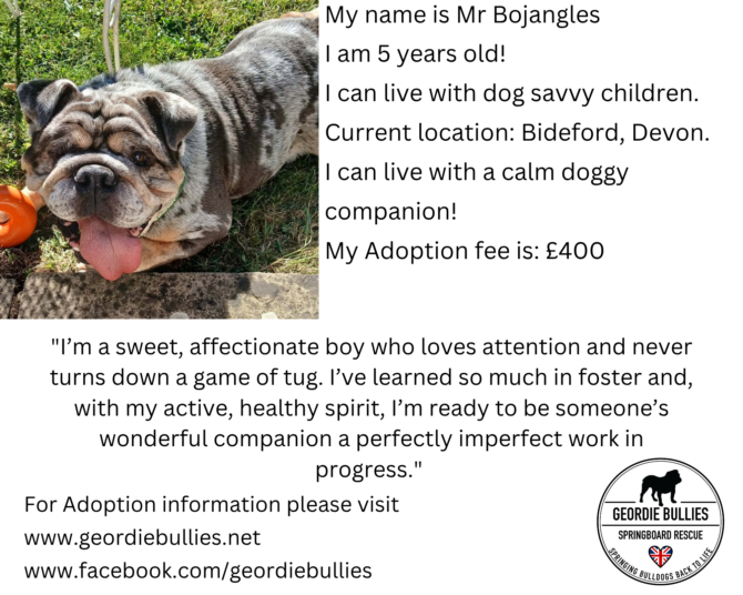 Mr Bojangles – Available – South West
