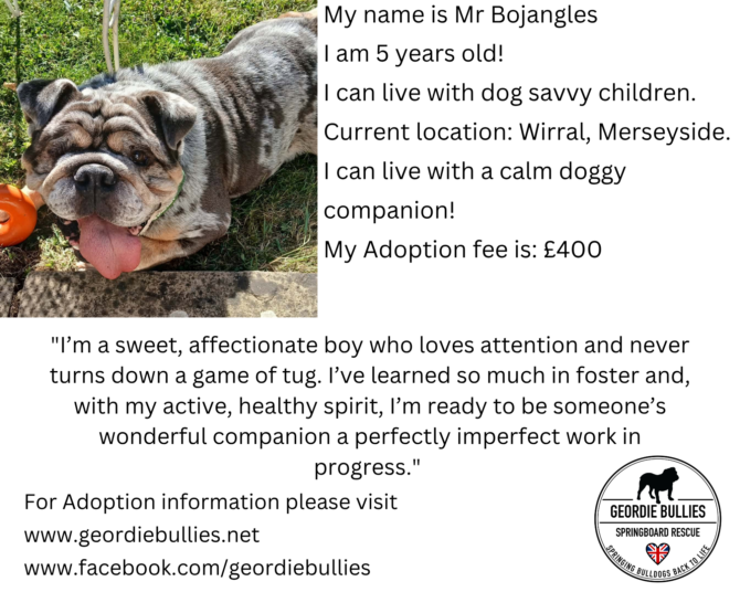 Mr Bojangles – Available – South West