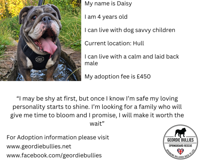 Daisy – Available – Yorkshire & Humberside