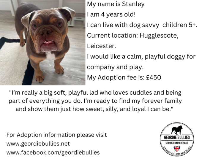 Stanley – Available – Midlands