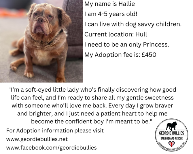 Hallie – Available – Yorkshire & Humberside