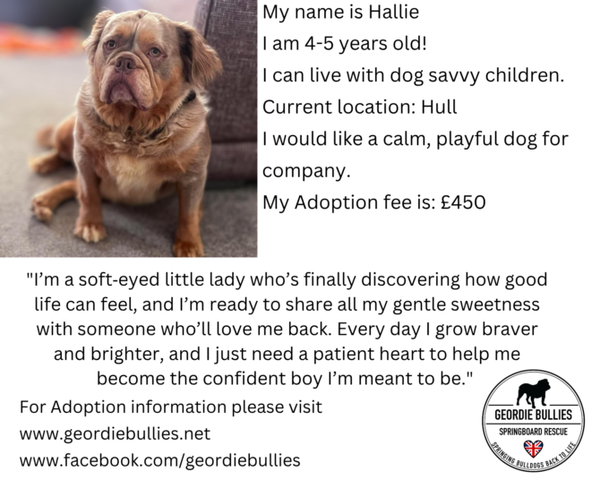 Hallie – Available – Yorkshire & Humberside