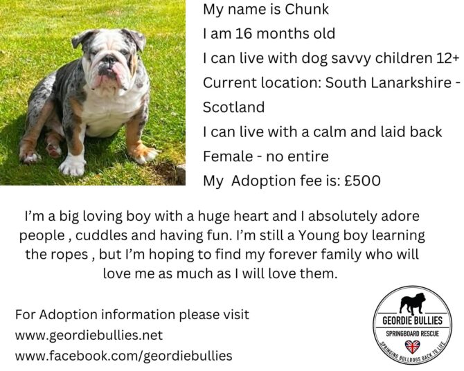 Chunk – Available  – Scotland