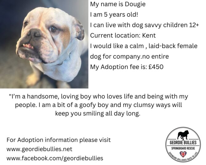 Dougie – Available – South East