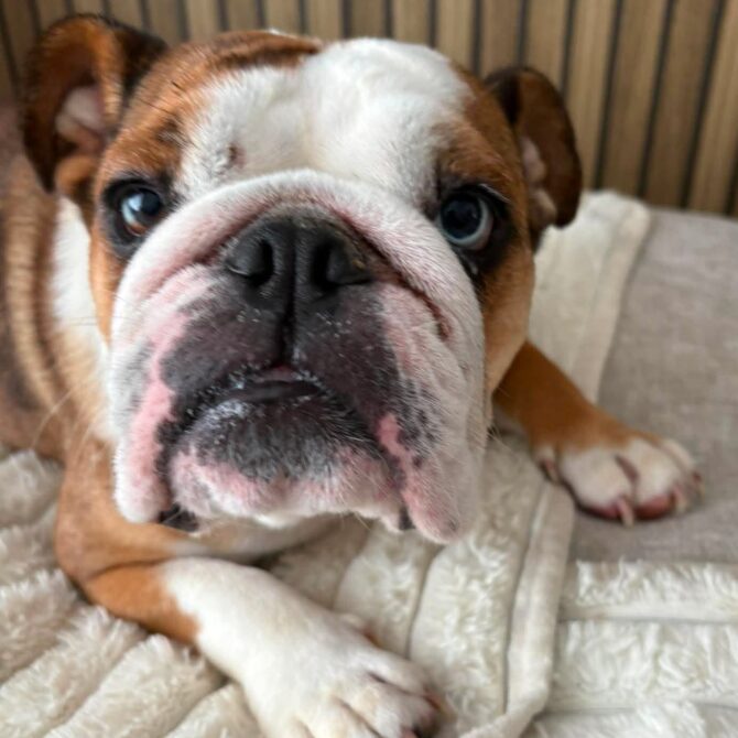 Stella – In foster – North West