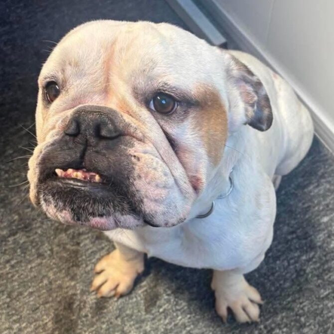 Dougie – In Foster – South East