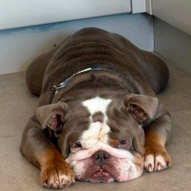 Jasper – In foster – North West