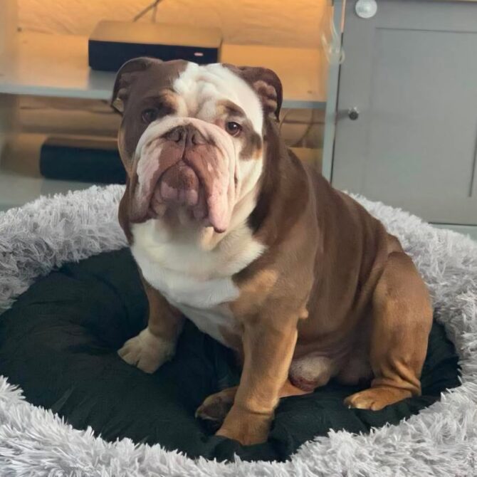 Kylo – In foster – Midlands