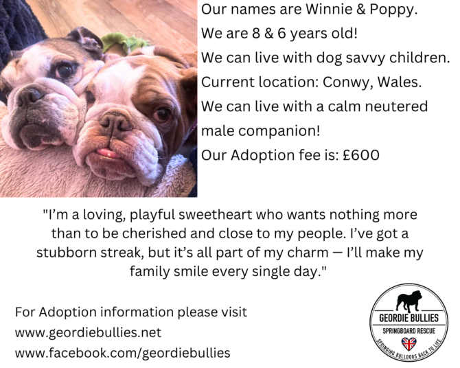 Winnie & Poppy – Available – Wales