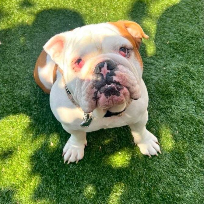 Belle – In foster – South East
