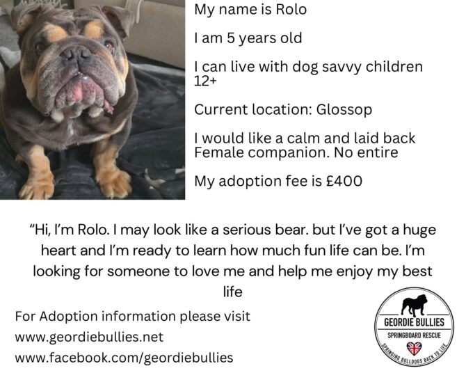 Rolo – Available- North West
