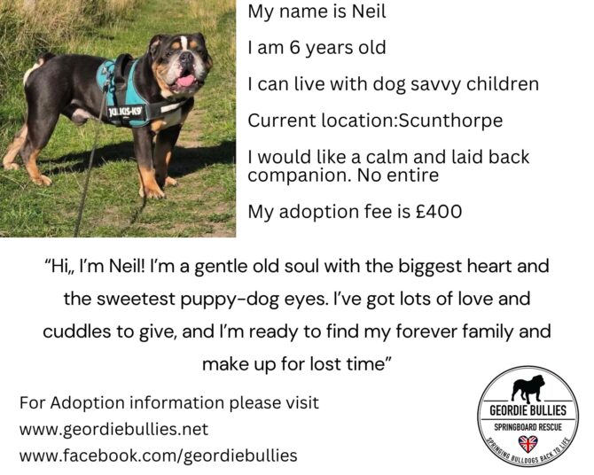 Neil – Available – Yorkshire & Humberside