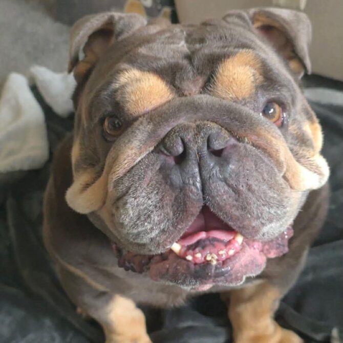 Rolo – In Foster – North West