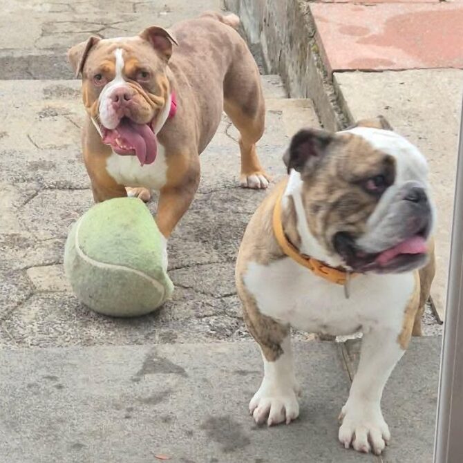 Matilda & Jacky – In Foster – South-west & Wales