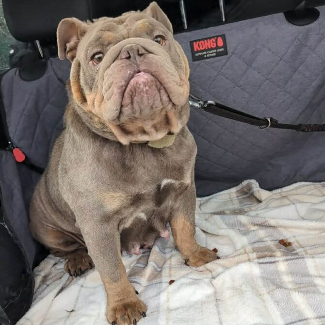 Peppa – In Foster – South West