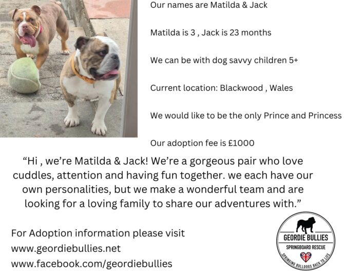 Matilda & Jack- Available – South-west & Wales