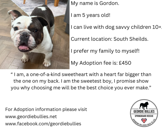 Gordon – Available – North East