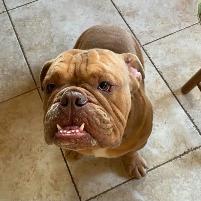 Tato – In Foster – Midlands