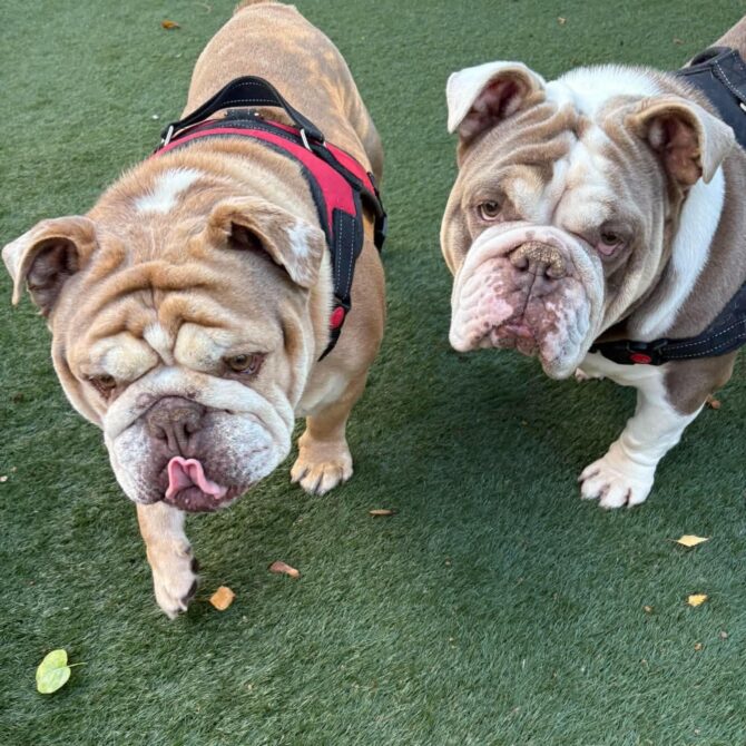 George & Betty – In Foster – South East