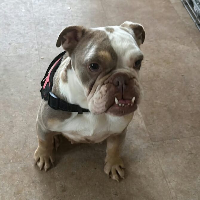 Hope – In Foster – Wales