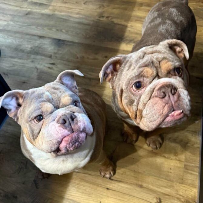 Reggie & Betsy – In foster – Midlands