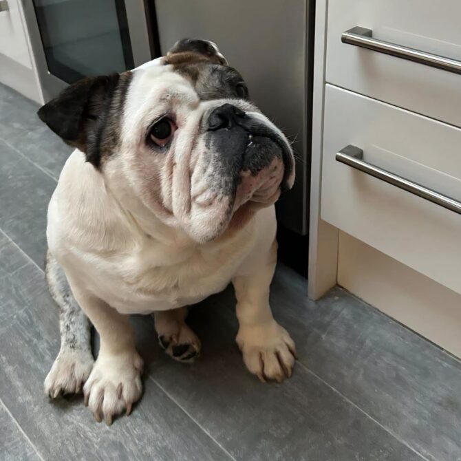 Ralf – In foster – Midlands
