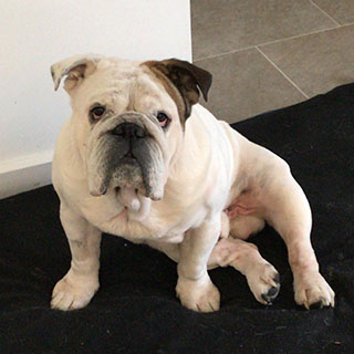 Archie – Now Adopted!